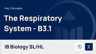 The Respiratory System video thumbnail