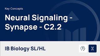 Neural Signaling - Synapse video thumbnail
